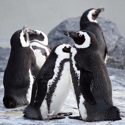 nabij+pinguins.jpg